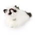 Plyšová kočka ragdoll ležící 35 cm