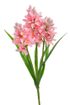 Hyacint - růžová 30 cm
