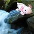 Plyšový axolotl 33 cm