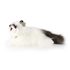 Plyšová kočka ragdoll ležící 35 cm