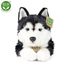 Plyšový pes husky 36 cm ECO-FRIENDLY