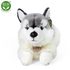 Plyšový pes husky ležící 30 cm