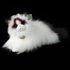 Plyšová kočka ragdoll ležící 35 cm