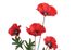 Umělý vlčí mák se čtyřmi květy - červená 73 cm