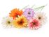 Umělá gerbera dlouhá