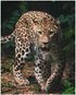 Mikroflanelová dětská deka Leopard green 120x150 cm