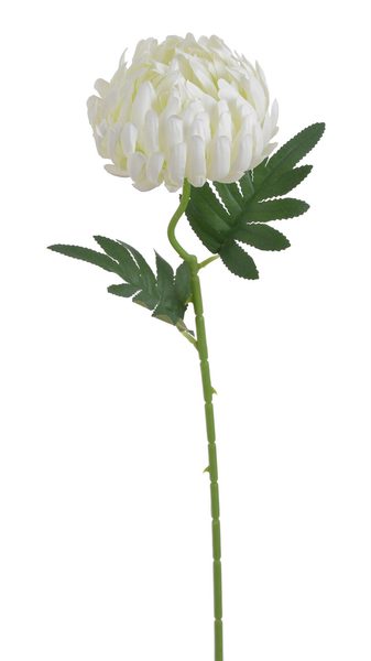 Chryzantéma 50 cm - bílá - krémová