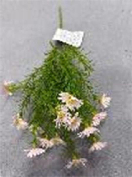 Divoká kopretina X8170-05