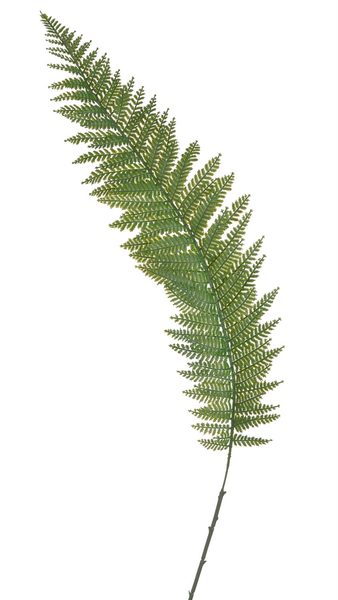 Kapradina - tmavá zelená 95 cm