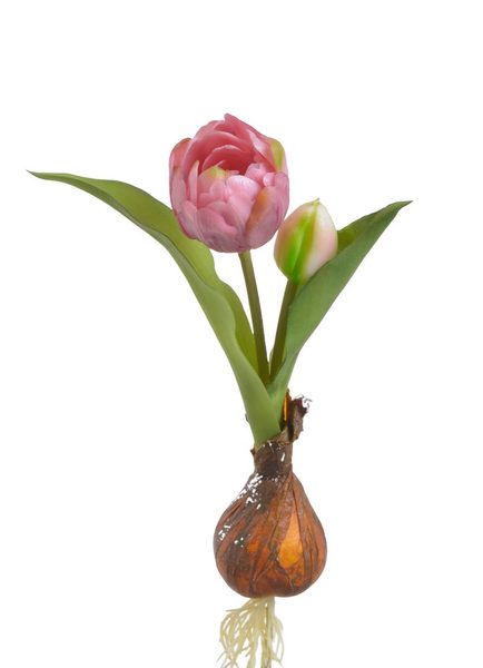 Tulipán s cibulkou - růžová