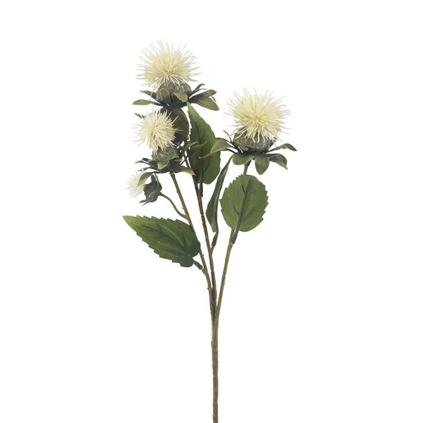 Okrasný bodlák bílý X6856-26