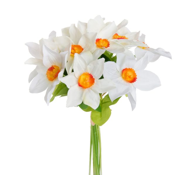 Narcis svazek 12 kusů - bílá krémová