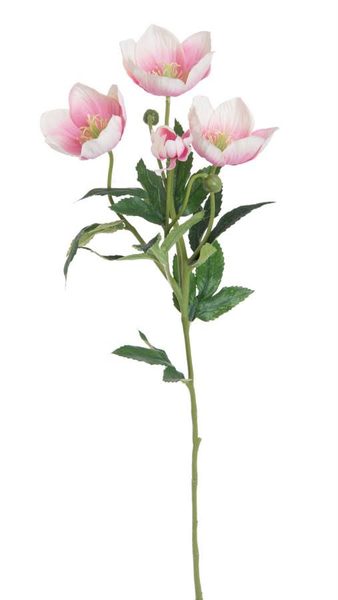 Čemeřice x4 - 62 cm bílá/růžová
