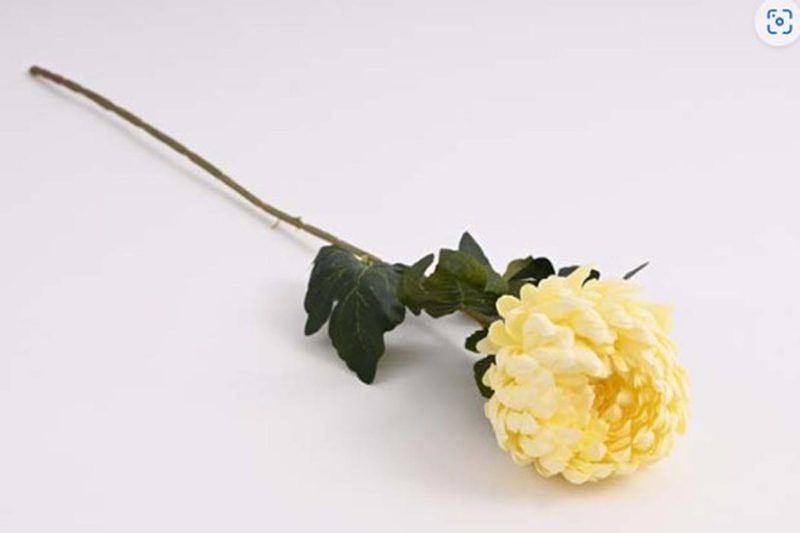 Chryzantéma 74 cm, krémová 371356 - 74 cm