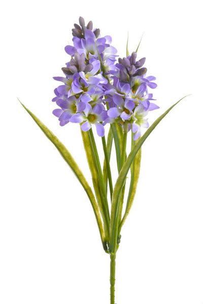 Hyacint - fialová/bílá