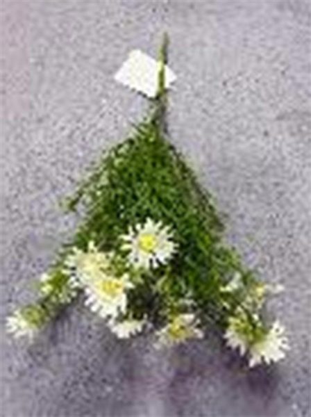 Divoká kopretina X8170-01