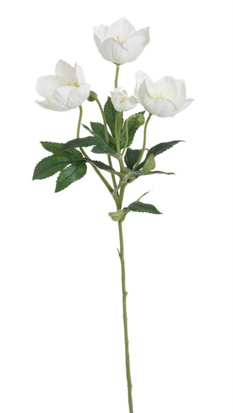 Čemeřice - bílá se zeleným středem