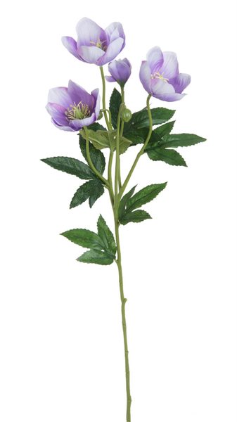 Čemeřice - fialová 60cm