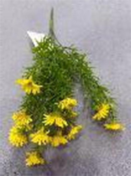 Divoká kopretina X8170-02