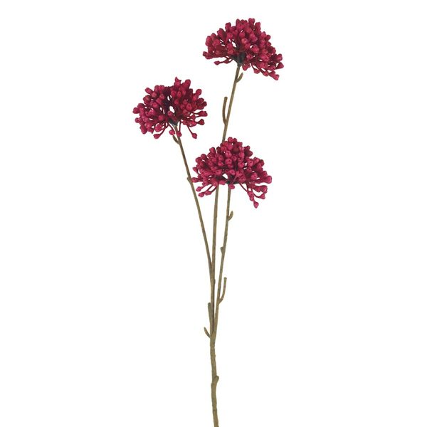 Okrasný česnek X6847-06 - 60 cm