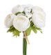 Ranunculus pryskyřník svazek - smetanová
