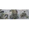 FROGGEAR® Sniper-hood - Multicam