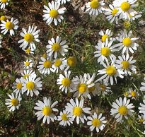 HEŘMÁNEK květ sušený 1kg