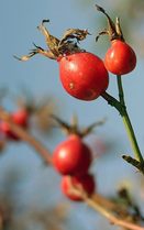 ŠÍPKY plod sušený řezaný 1 kg