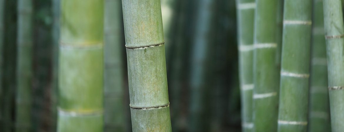 Bambus a jeho využitie (bambusové spodná bielizeň, župany, pyžamá ...)