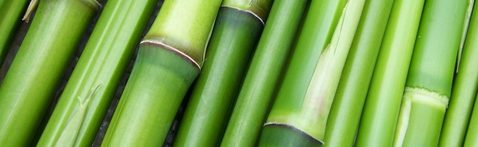 Bambus je známá exotická rostlina z východní i západní oblasti.