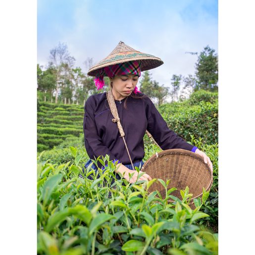 PŘÍCHUŤ 500ML LEDOVÝ ČAJ BROSKEV SODA