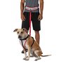 Run Companion Runner's Waist Belt + Leash, black