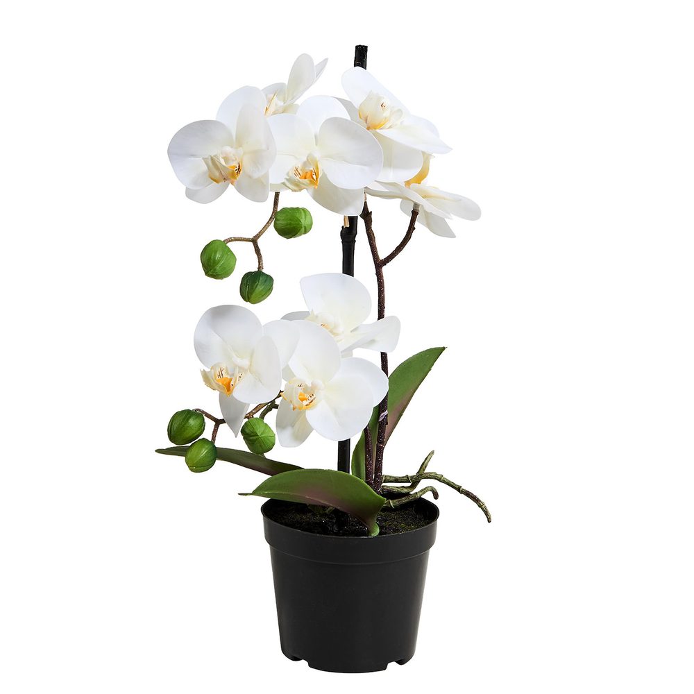Levně FLORISTA Orchidej v květináči 35 cm - bílá