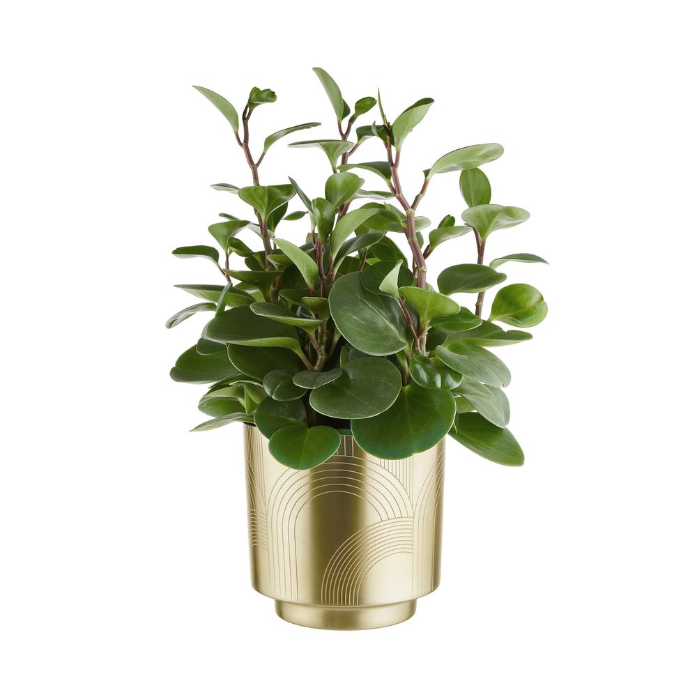 Fotografie PLANTA Květináč vyrývaný 18 cm - zlatá