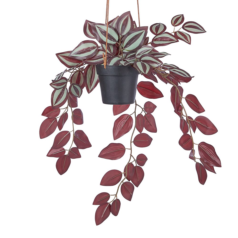 FLORISTA Tradescantia zebrina v květináči 50 cm