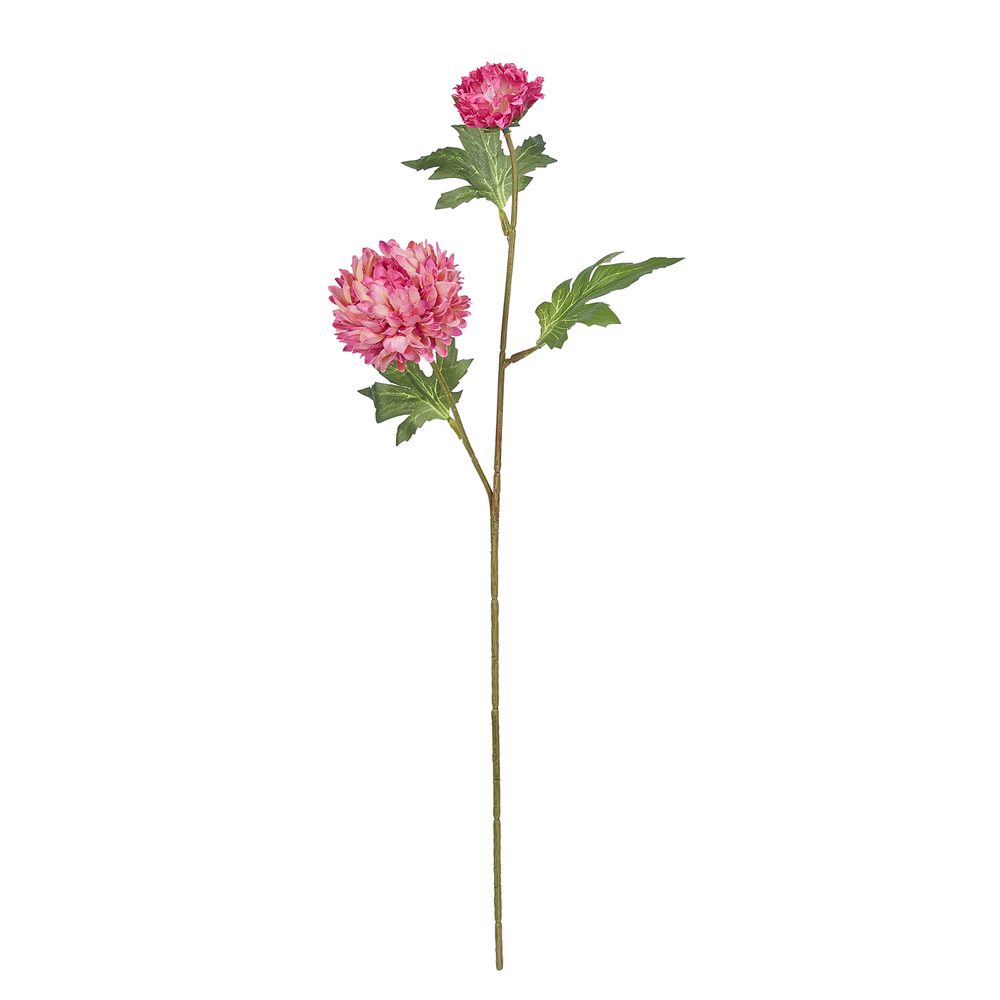 Fotografie FLORISTA Chryzantéma - tm. růžová