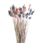 FLOWER MARKET Phalaris sušený - mix barev