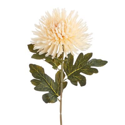 FLORISTA Chryzantéma 73 cm - krémová