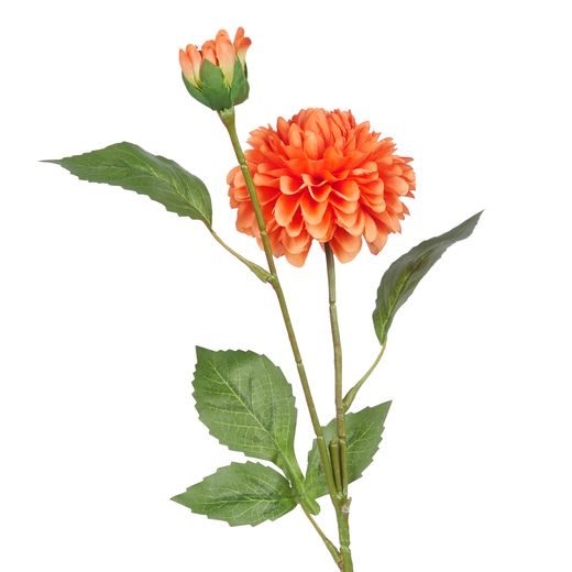 FLORISTA PIVOŇKA - ORANŽOVÁ