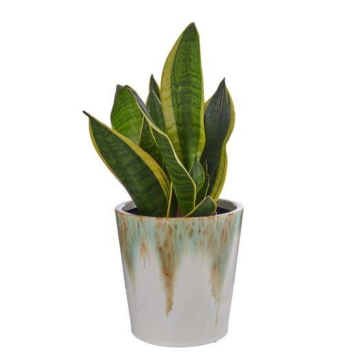 000000001000485243-1