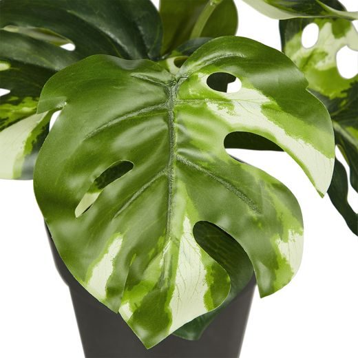 FLORISTA MONSTERA BÍLÁ V KVĚTINÁČI 20 CM