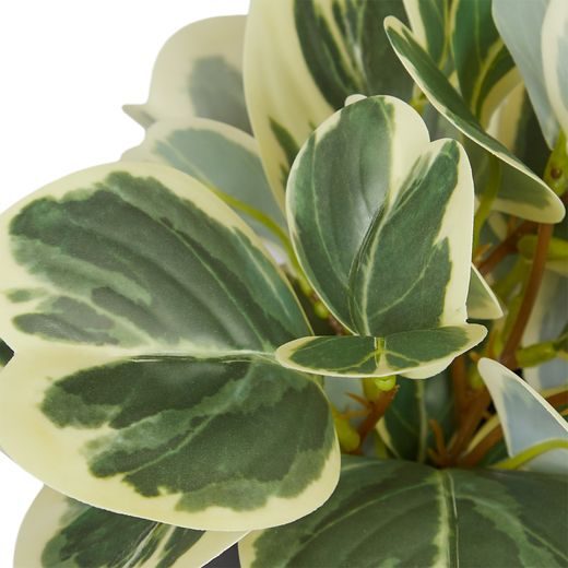 FLORISTA PEPEROMIA V KVĚTINÁČI 40 CM