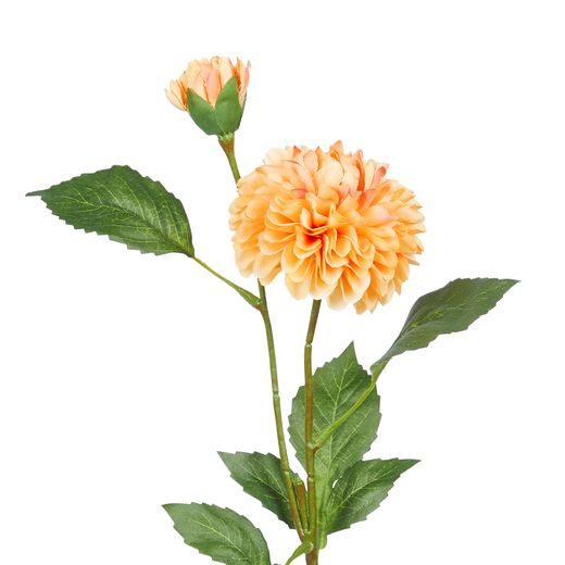 FLORISTA PIVOŇKA - SV. ORANŽOVÁ