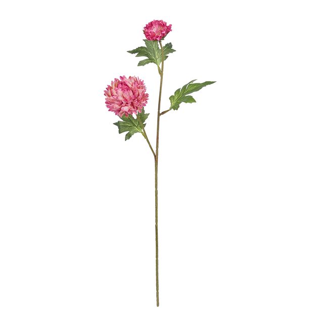 FLORISTA CHRYZANTÉMA - TM. RŮŽOVÁ