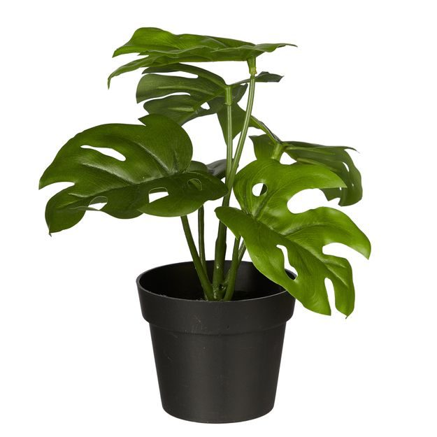 FLORISTA MONSTERA V KVĚTINÁČI 20 CM