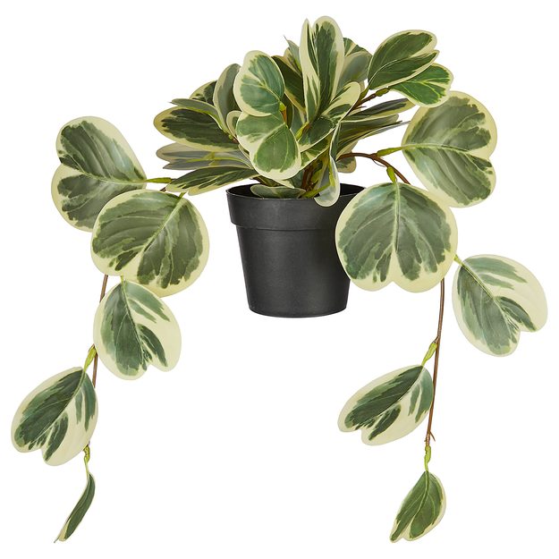 FLORISTA PEPEROMIA V KVĚTINÁČI 40 CM