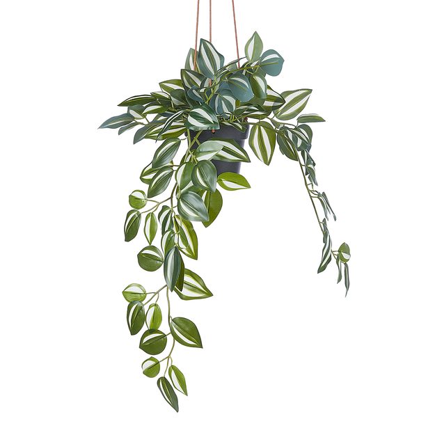 FLORISTA POTOS V KVĚTINÁČI 50 CM