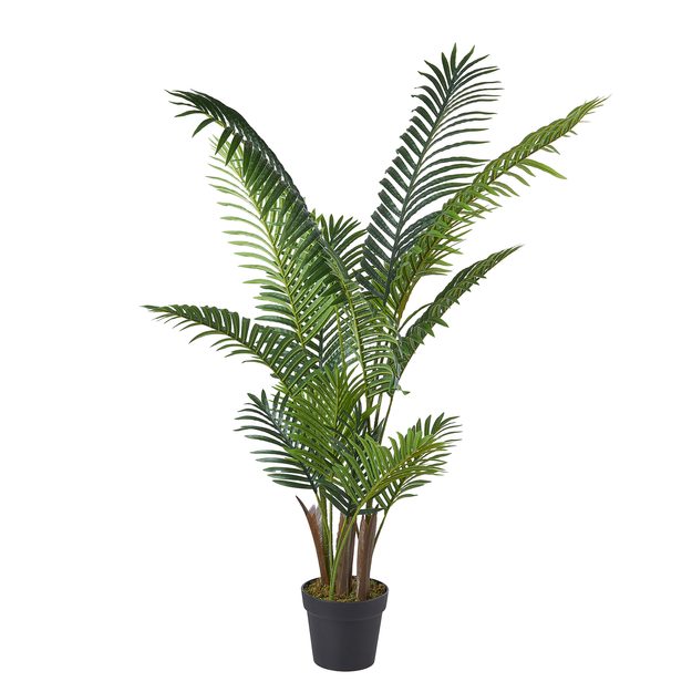 FLORISTA KAPRADÍ V KVĚTINÁČI 140 CM