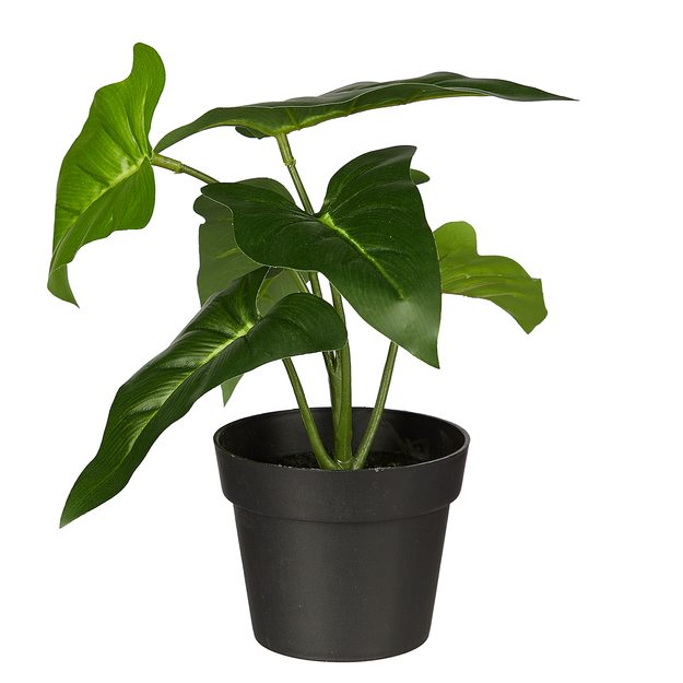 FLORISTA FILODENDRON V KVĚTINÁČI 20 CM