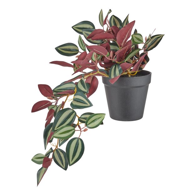 FLORISTA PEPEROMIA V KVĚTINÁČI 44 CM